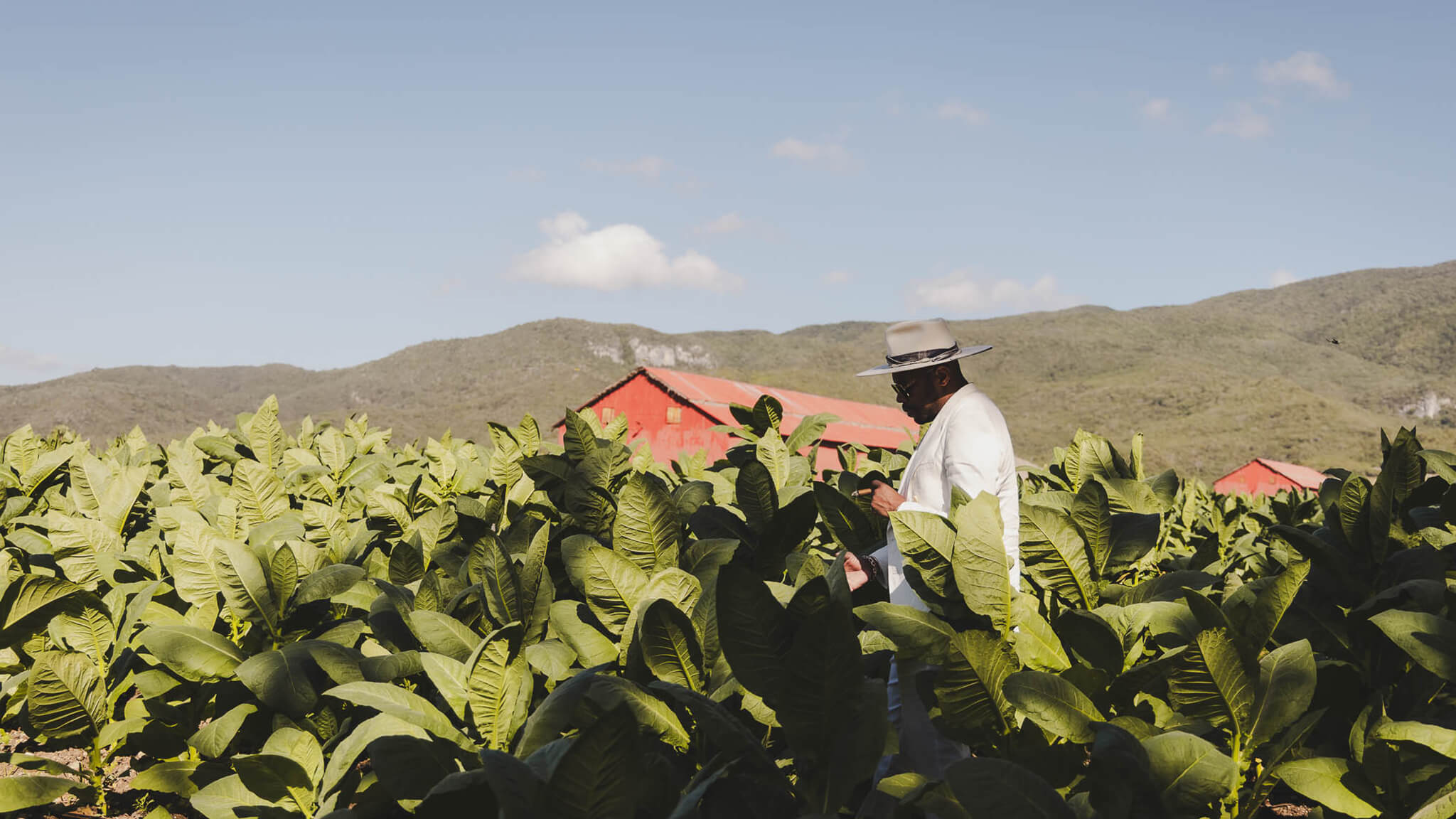 DNice-Avo-Cigars-DeepSleep-Studio-Dominican Republic-fields DNice-Avo-Cigars-DeepSleep-Studio-Dominican Republic-fields